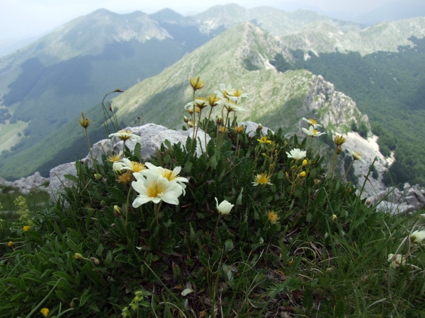 Dryas octopetala / Camedrio alpino